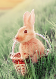 The Easter Bunny’s Guide to Business Insurance